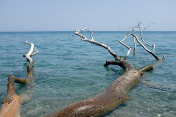 white tree in clear turquoise and blue sea water