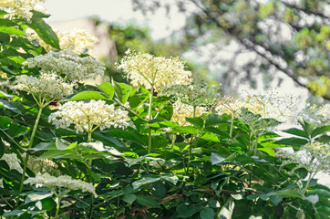 White bunch flowers of Sambucus, green leafs shrub. The various species are commonly called elder...