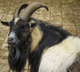 Ziegenbock Portrait