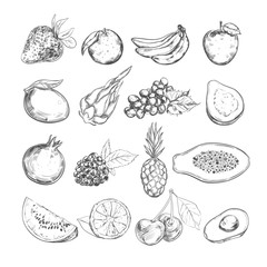 Fruits collection. Vector hand drawn. Isolated objects
