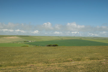 Fototapeta premium Campagna inglese - Sussex Downs