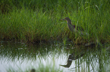 Paddybird in a green field