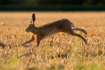 European Brown Hare (Lepus Europaeus) on farmland