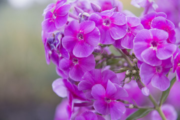 Obraz na płótnie Canvas Beautiful blooming purple flower