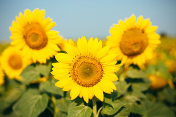 Fototapeta premium Sunflower field