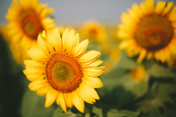 Sunflower field