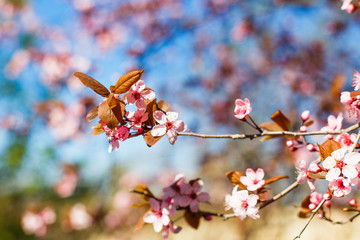 Blossoming tree of a pink cherry, on a blue sky, spring sunny day