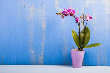 Orchid in a  pot on a wooden table.