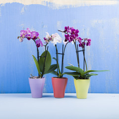 Fototapeta na wymiar Three orchids in pots