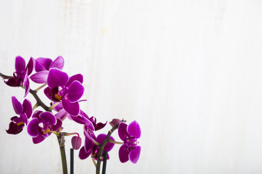 Orchid (Phalaenopsis )