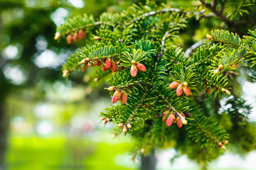 Branches of a fir tree with small red cones