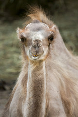 Obraz premium Young camel