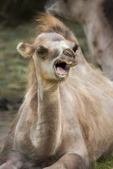 Yawning baby camel