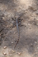Pogona minor minor at Wave Rock in Australia, Hyden Western Australia