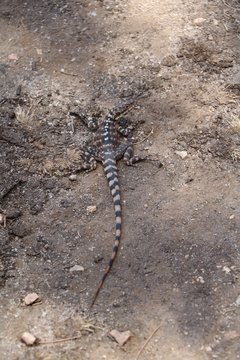 Pogona minor minor at Wave Rock in Australia, Hyden Western Australia