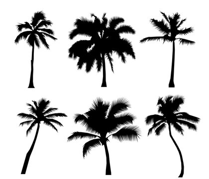 Set tropical palm trees, black silhouettes isolated on white background. Flat design Vector Illustration