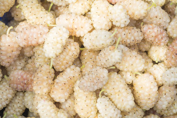 Sweet beige harvested mulberry as a background, texture