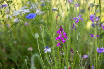 Beautiful meadow field with wild flowers. Spring Wildflowers closeup. Health care concept. Rural field. Alternative medicine. Environment