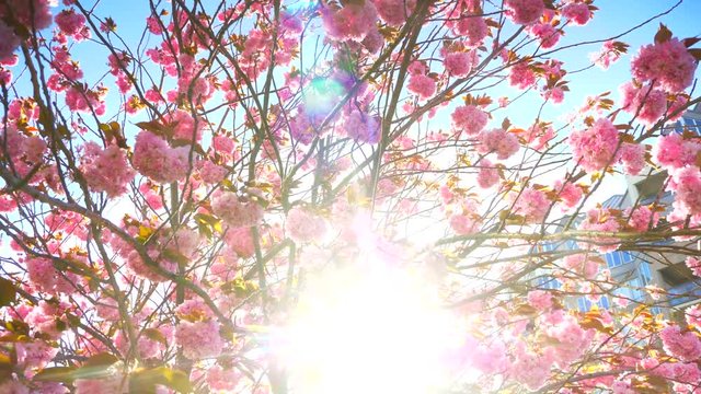 4K Cherry Tree Lens Flare, Bright Sunlight in Spring, Pink Blossoms