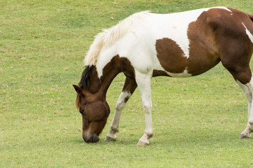 Obraz premium Horse in farm