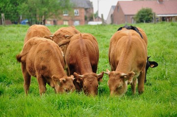 Vaches en prairie