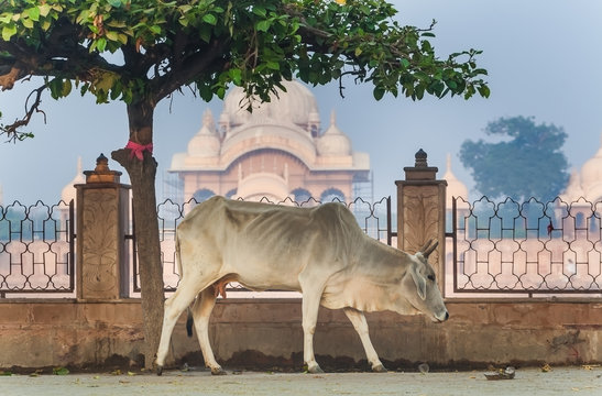 Cow kusum Sarovar mandir fence