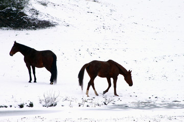 Chevaux sur la neige