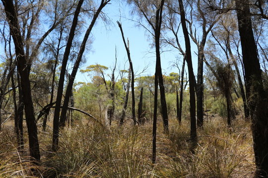 Forest at Wave Rock in Australia, Hyden Western Australia
