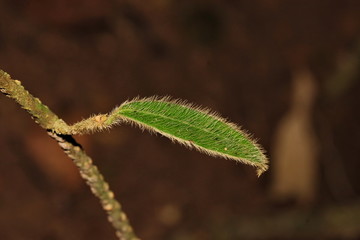 leaf hairy