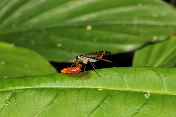 insect eating victim