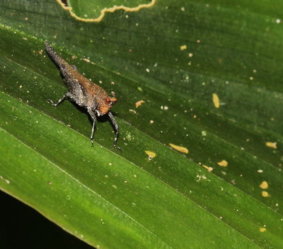 grasshopper