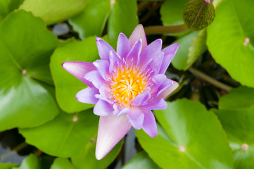 Lotus flower.