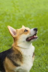 Welsh Corgi close-up