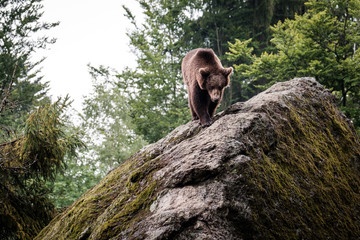 young bear
