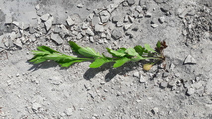 Plant Like An Animal