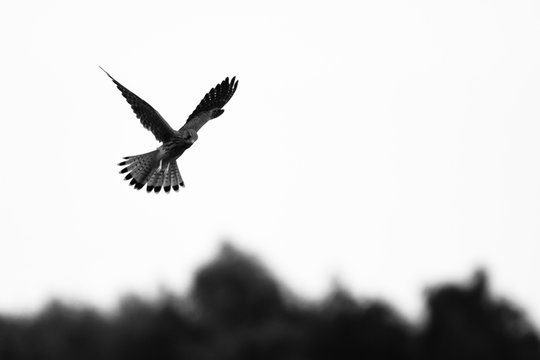 Monochrome image of kestrel wild bird of prey in flight