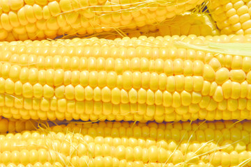 Background for advertising, ripe sweet sugar corn close-up prepared for cooking and sowing, vegetarianism