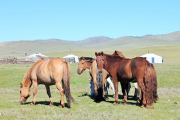 Fototapeta na wymiar Mongolian Horses and yurts