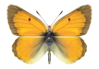 Butterfly Colias regia (male) on a white background