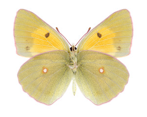 Butterfly Colias draconis (underside) on a white background