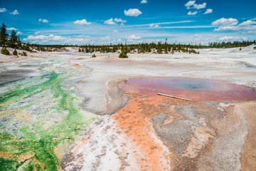 Beautiful nature: a colorful landscape with hot springs in the Yellowstone National Park, blue sky, green forest and white and colorful sand.