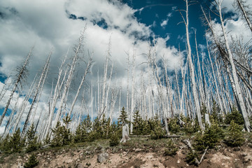 Yellowstone National Park landscape during a cloudy day, with green trees - pines, and white, dry, burned, dead forest.