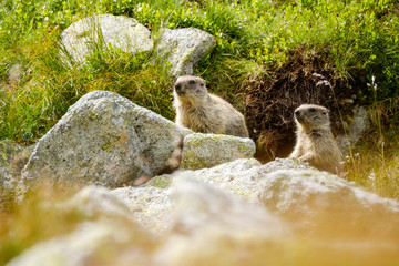 Tatran marmot