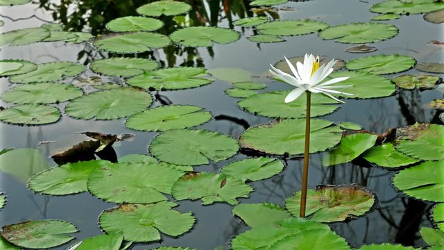 Water lily flower in the pond.