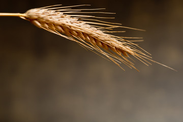 Detail Of Wheat On The Dark Background