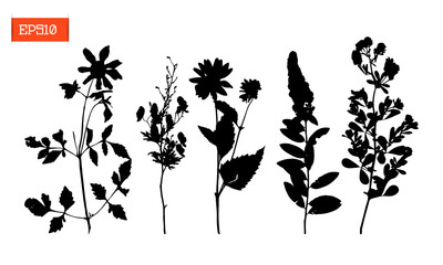 Set silhouettes of wild flowers vector illustration