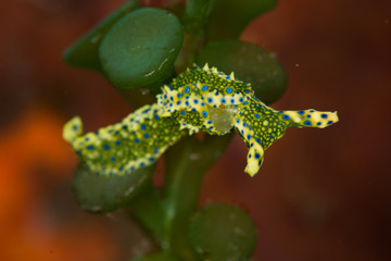 Nudibranch