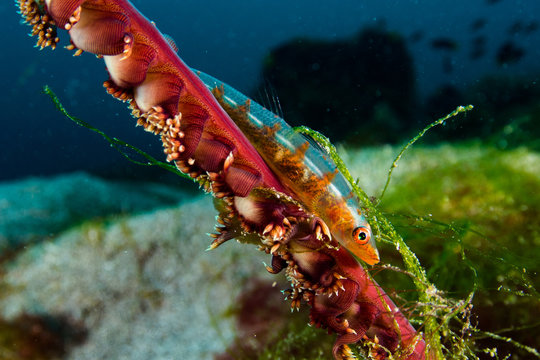 Goby