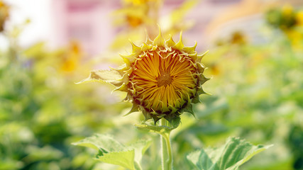 Burgeon sunflower. Blooming young flora concept of new start