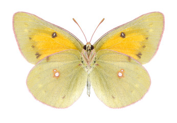 Butterfly Colias thisoa on a white background